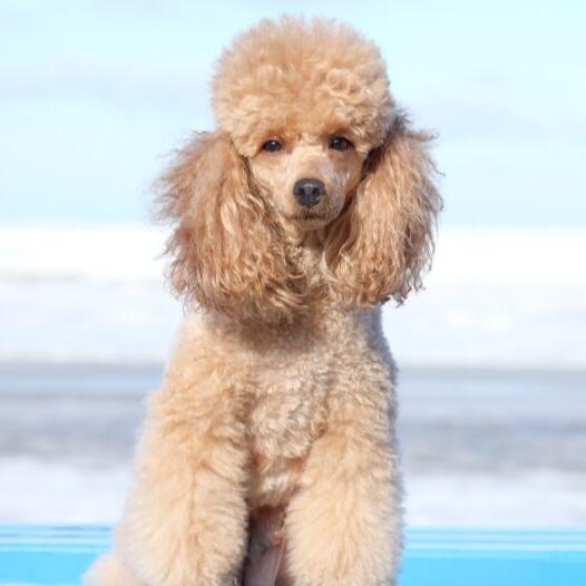 Large hotsell miniature poodle